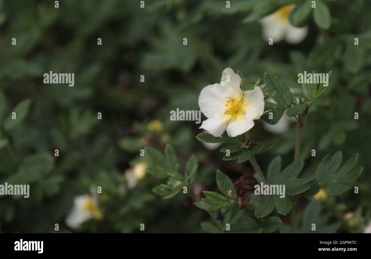 Blühende Blüten des Fünffolienstrauch. Gemüsehintergrund. Stockfoto