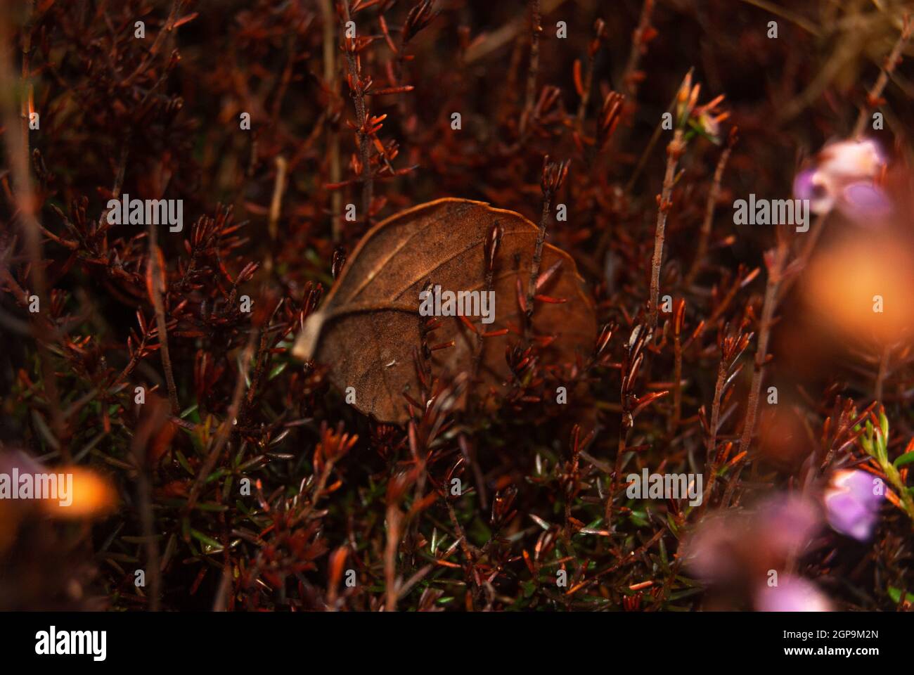 Gefallenes braunes Blatt steckt im wunderschönen Herbstwiesenpark - Selective Focus, Macro, Heather Stockfoto
