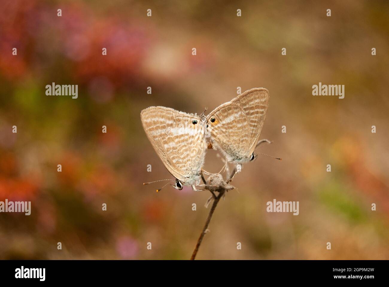 Zwei weiß gebänderte Hedge Blue Schmetterlinge, die sich auf der bunten Herbstwiese verpaaren, Nahaufnahme - Lestranicus transpectus, Makro Stockfoto