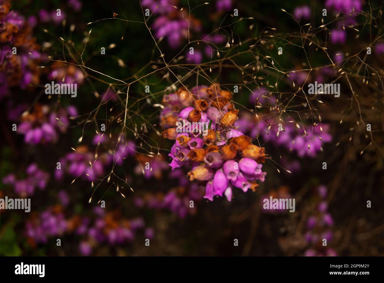 Heidekraut blüht im Herbst saisonale Ästhetik der herbstlichen Atmosphäre der sterbenden Natur - Selective Focus, Macro, Calluna vulgaris Stockfoto