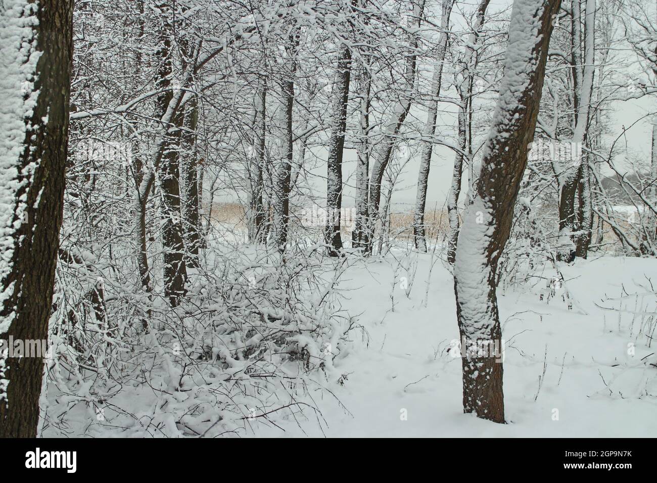 Winterlandschaft, der Wald nach einem Schneefall ist alles mit Schnee bedeckt, auch die Stämme von Bäumen, in der Ferne ein See in weißem Nebel Stockfoto
