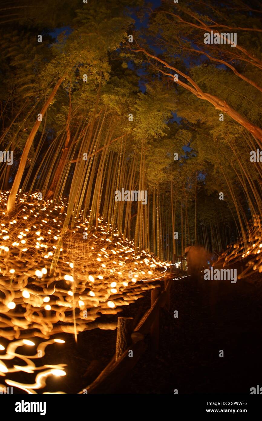 Licht-up mit kleinem Durchmesser des Bambushains (kleiner Schreibtisch Burg Wald der Bürger). Drehort: Yokohama-Stadt kanagawa Präfektur Stockfoto