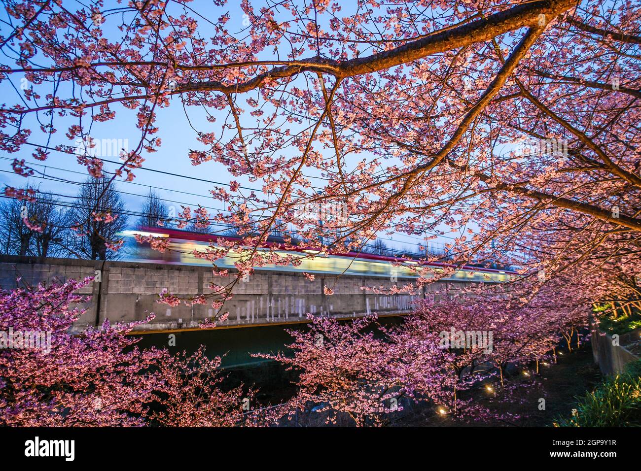 Kawazu Kirschbaum und Zug Miurakaigan. Aufnahmeort: Kanagawa Prefecture Miura Stockfoto