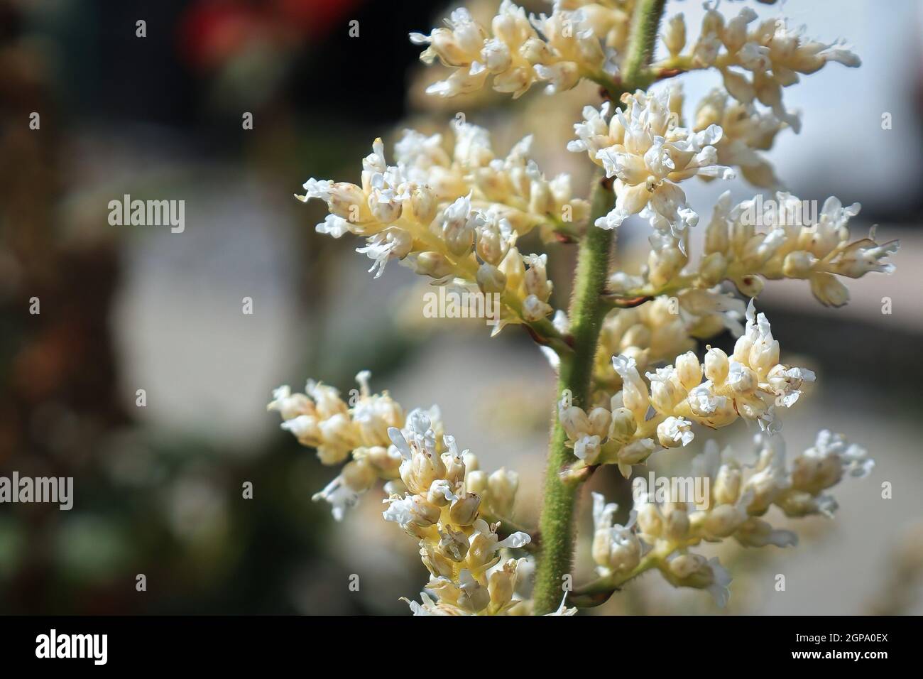 Makro von falschen Ziegen Bart Pflanzen Blumen. Stockfoto