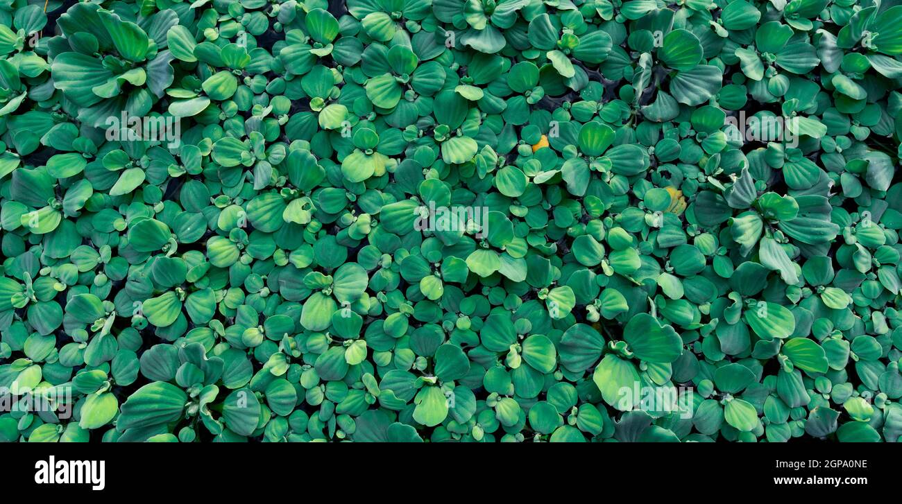 Draufsicht grüne Blätter des Wassersalat schwimmend auf der Wasseroberfläche. Pistia stratiotes oder Wassersalat ist Wasserpflanze. Invasive Arten. Nahaufnahme Stockfoto