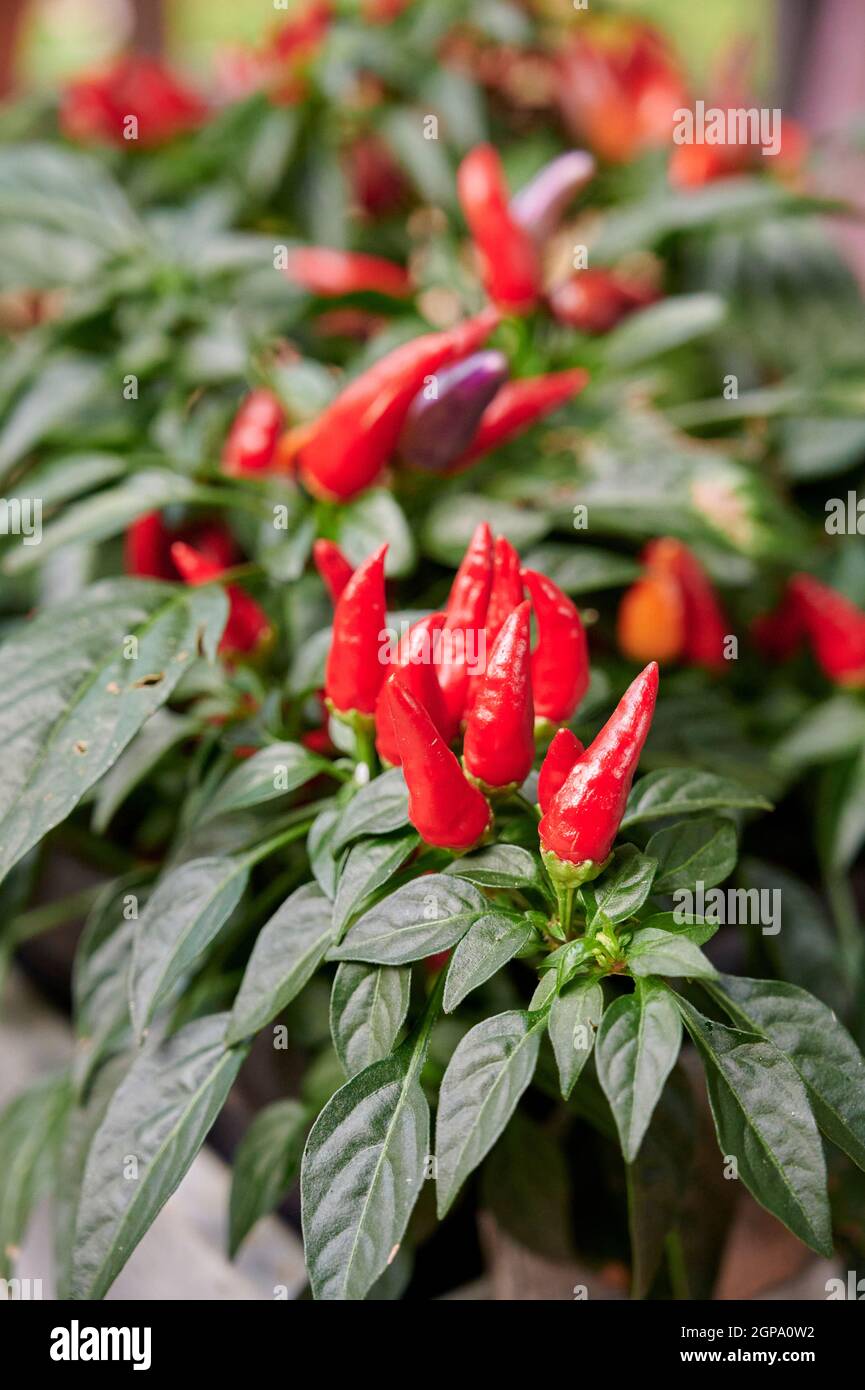 Dekorative Pfefferpflanze oder Capsicum anuum, mit rotem und purpurem Pfeffer blüht als Topfpflanze im Garten. Stockfoto