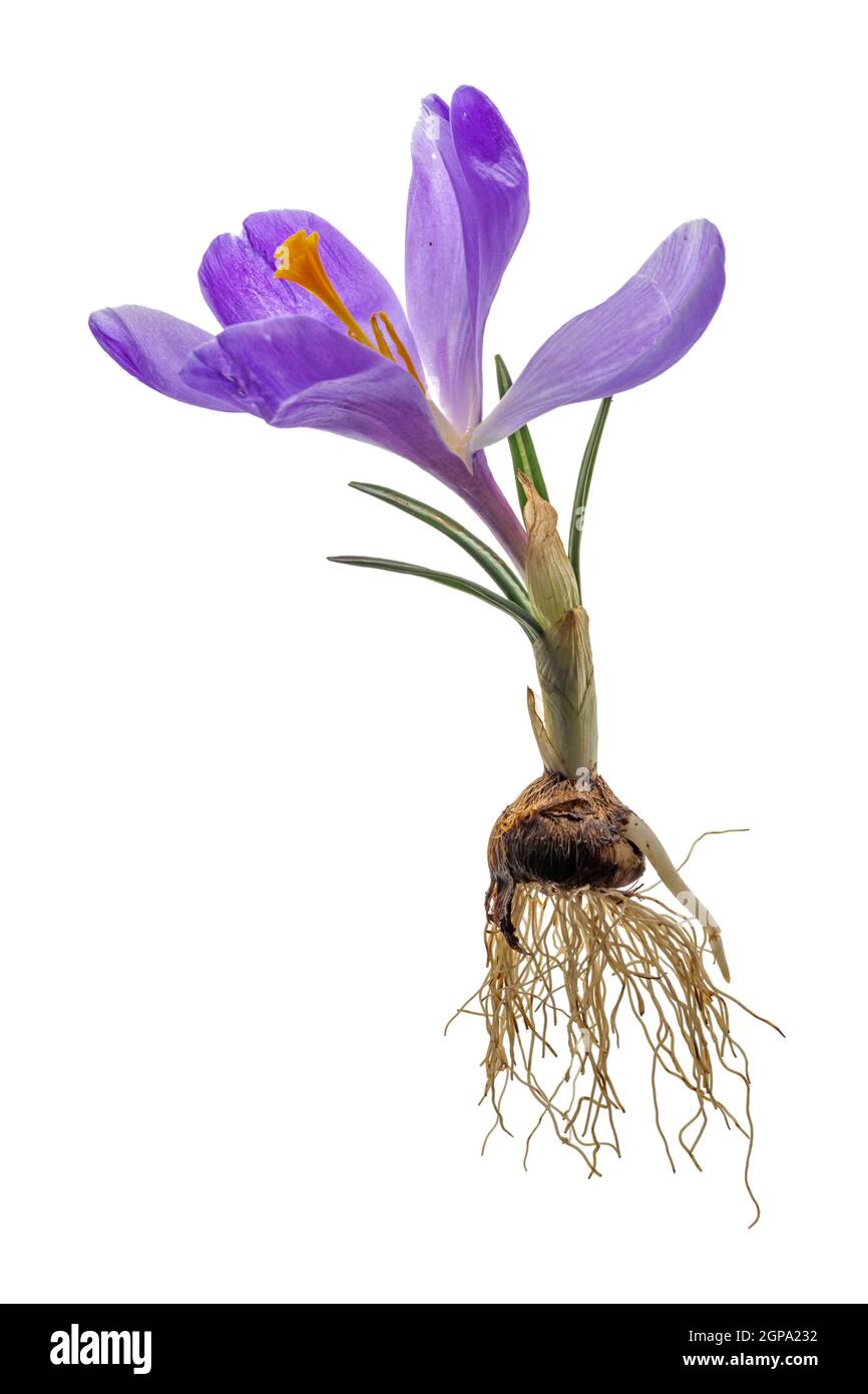Komplette lila Krokus mit Blume, Blättern, Wurzeln und Zwiebel isoliert auf weiß Stockfotografie