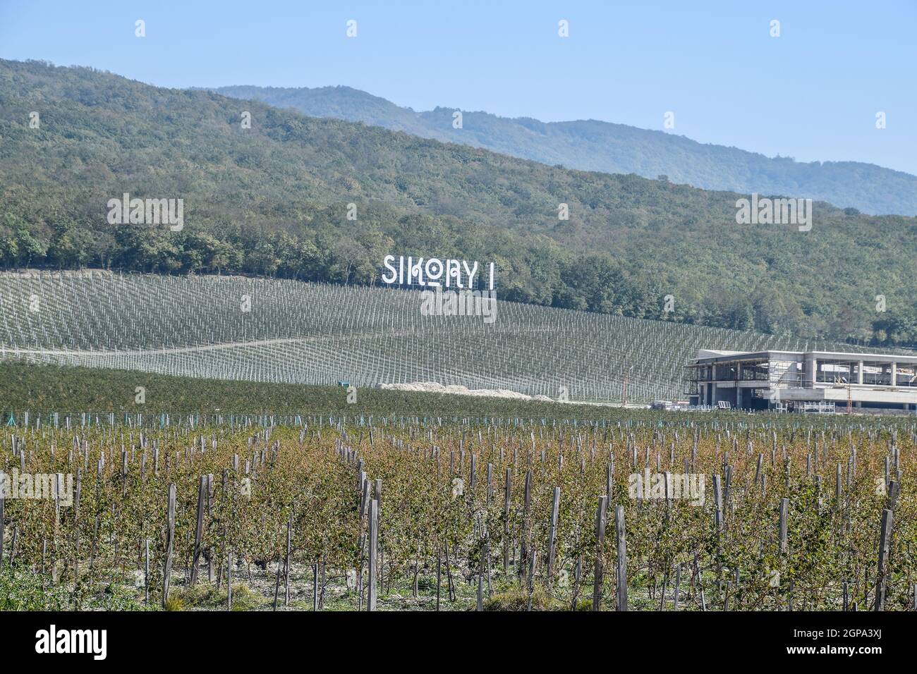 Noworossijsk, Russland - 30. September 2017: Sikory 2 Weinberge in den Hügeln der Sikory Weingut 2. Stockfoto