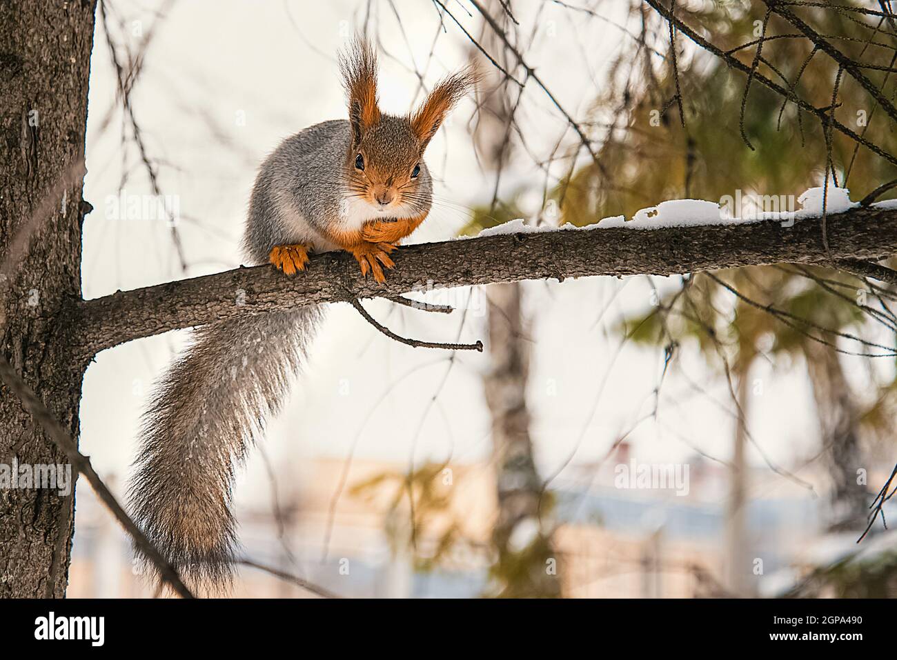 Im Winter sitzt ein süßes kleines rotes Eichhörnchen auf einem Baumzweig. Tiere in ihrer natürlichen Umgebung. Stockfoto