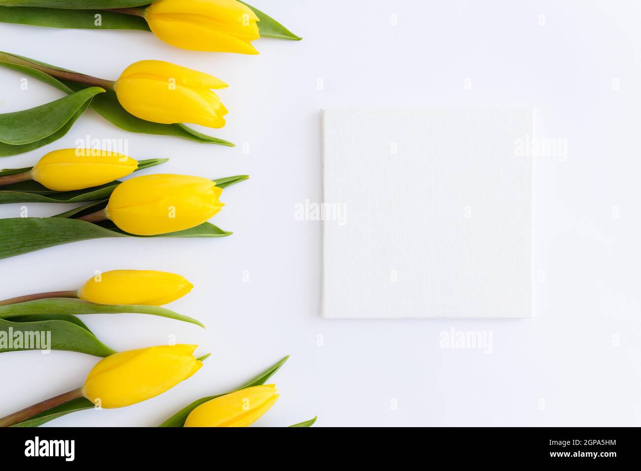 Flaches Lay mit gelben Tulpenblüten, leerer Bilderrahmen auf weißem Hintergrund. Konzept für Grußkarte für Ostern, Muttertag, Internationale Frauen Stockfoto