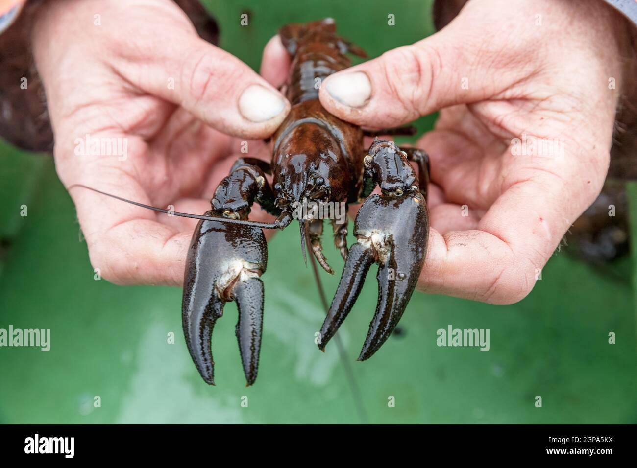 Schleswig, Deutschland. September 2021. Grinder Jörg Nadler zeigt einen eingefangenen Signalkreide. Die invasive Art stellt eine Bedrohung für ihre streng geschützten einheimischen Verwandten dar. Quelle: Markus Scholz/dpa/Alamy Live News Stockfoto