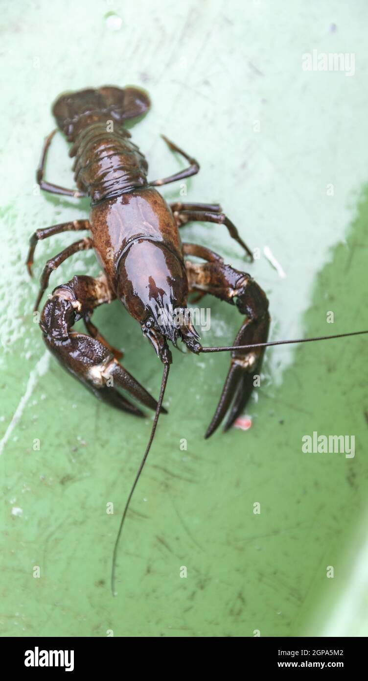 Schleswig, Deutschland. September 2021. Ein Signalkreide liegt in einer Fischkiste. Die invasive Art stellt eine Bedrohung für ihre streng geschützten einheimischen Verwandten dar. Quelle: Markus Scholz/dpa/Alamy Live News Stockfoto