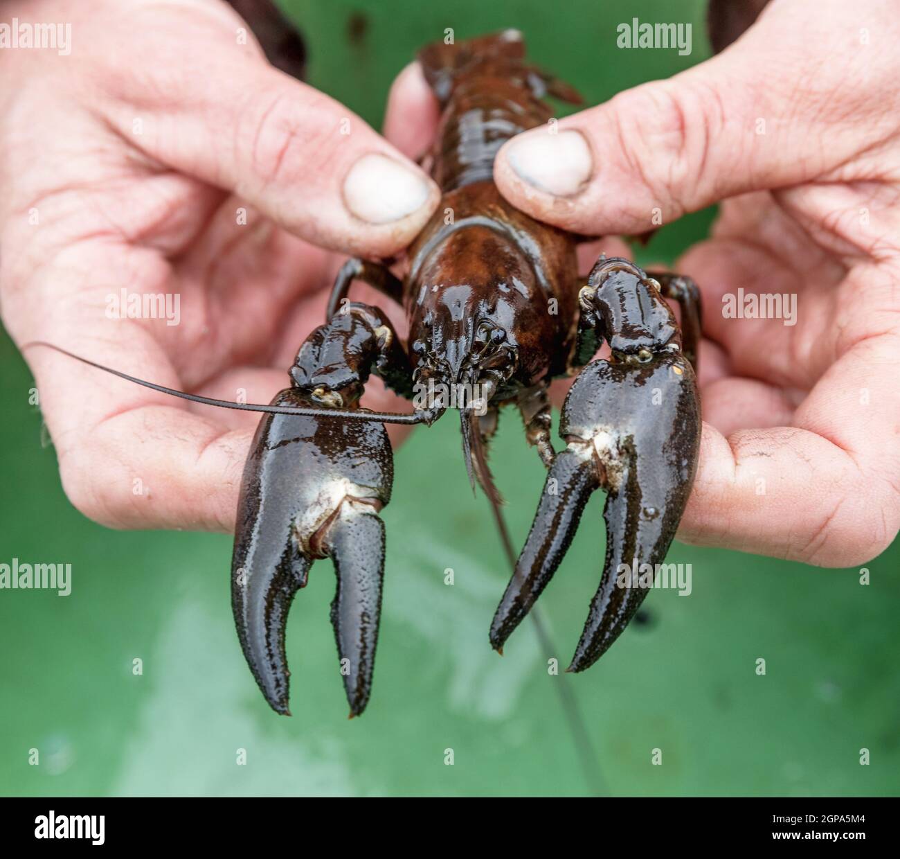 Schleswig, Deutschland. September 2021. Grinder Jörg Nadler zeigt einen eingefangenen Signalkreide. Die invasive Art stellt eine Bedrohung für ihre streng geschützten einheimischen Verwandten dar. Quelle: Markus Scholz/dpa/Alamy Live News Stockfoto