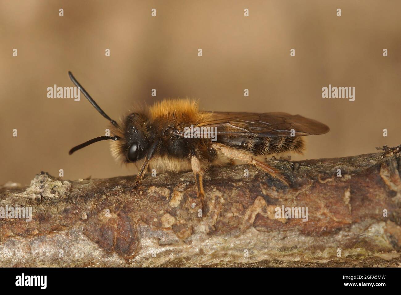 Nahaufnahme einer männlichen Clark-Biene, Andrena clarkella Stockfoto