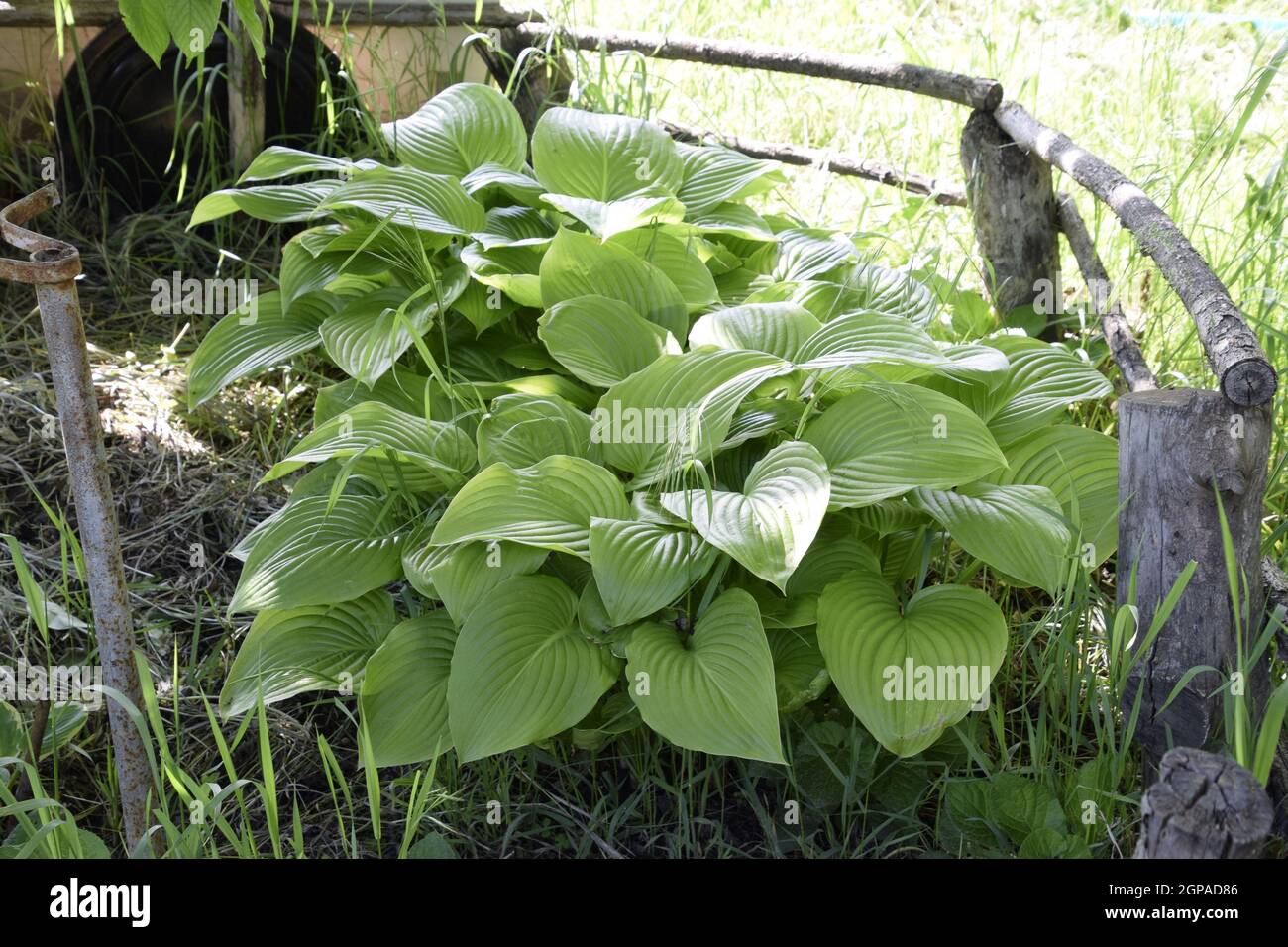Breite Krempe Hosta (Wegerich Lilie) Stockfoto