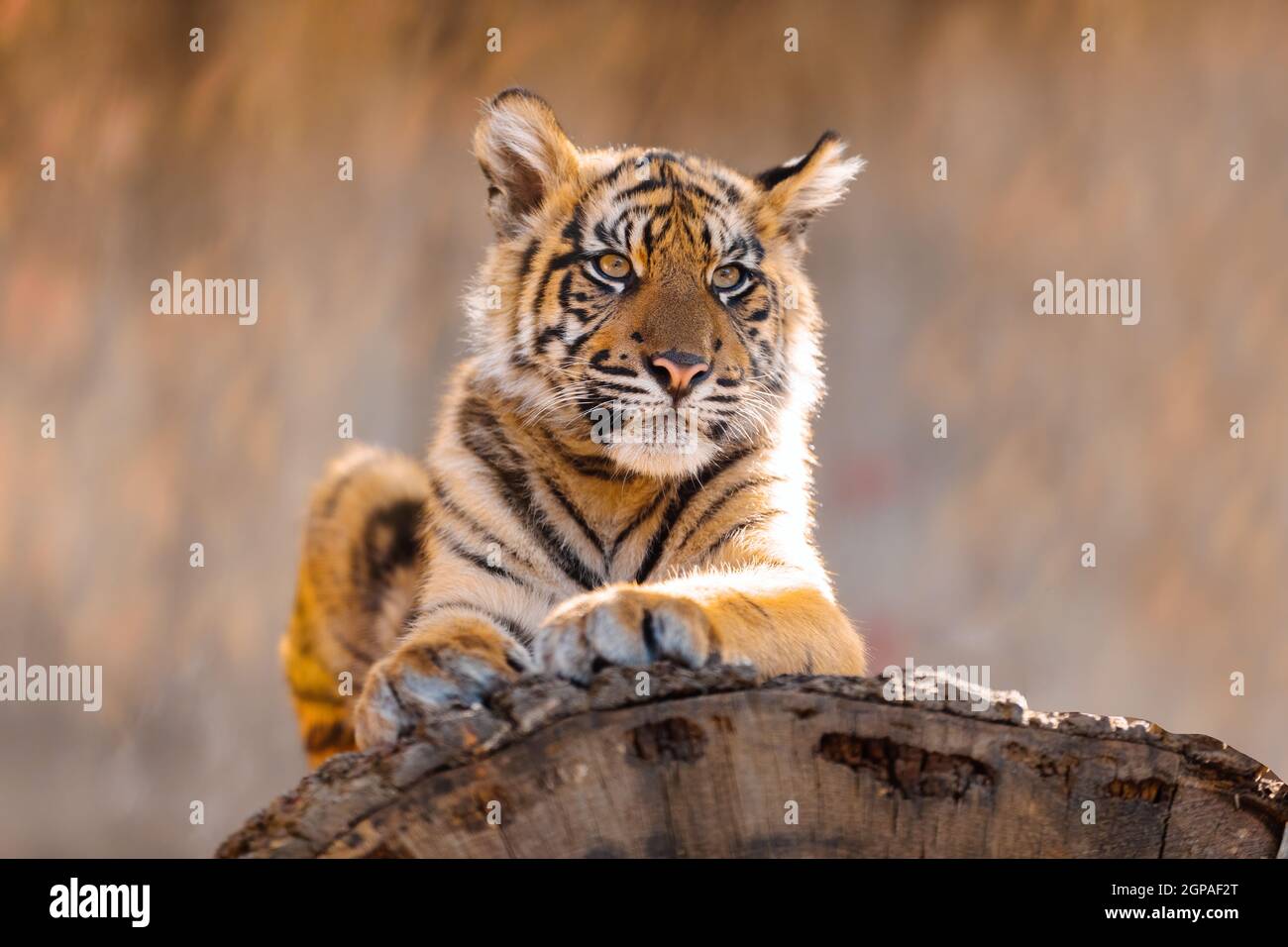 Kätzchen Baby von Sumatratiger Tiger (Panthera tigris sumatrae), seltene Tiger Unterart, die die indonesische Insel Sumatra bewohnt Stockfoto