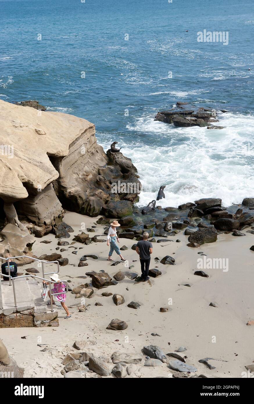 Menschen und Seelöwen teilen sich einen Strand in La Jolla, CA Stockfoto