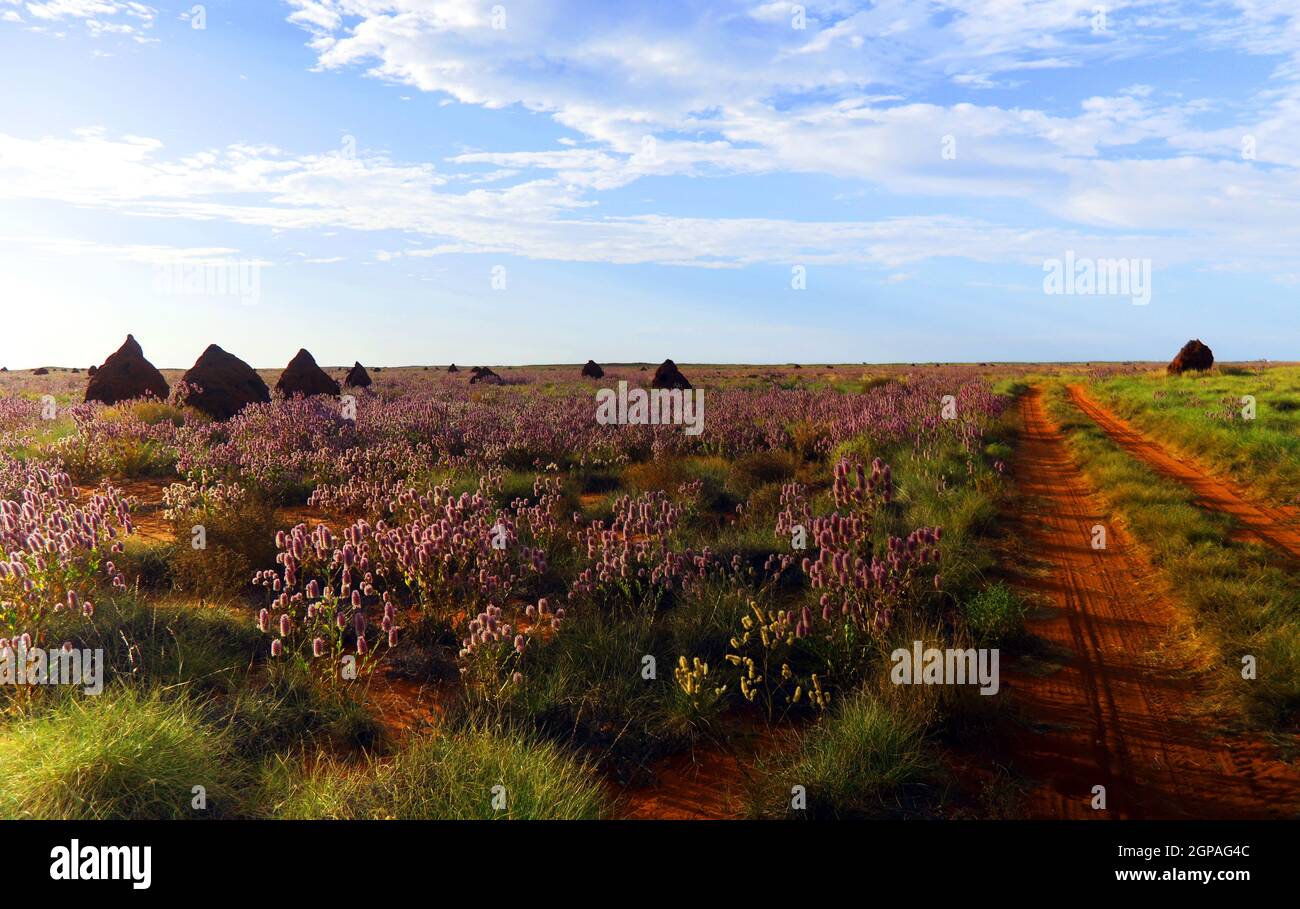 Geländewagen durch Spinifex-Grasland mit Termitenhügeln und Ptilotos-Blumen, in der Nähe von Onslow, Westaustralien Stockfoto