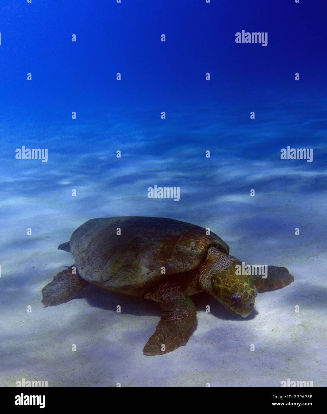 Karettschildkröte (Caretta caretta) sucht im Ningaloo Reef Marine Park, Westaustralien, nach Beutetieren von Wirbellosen, die im Sandboden begraben sind Stockfoto