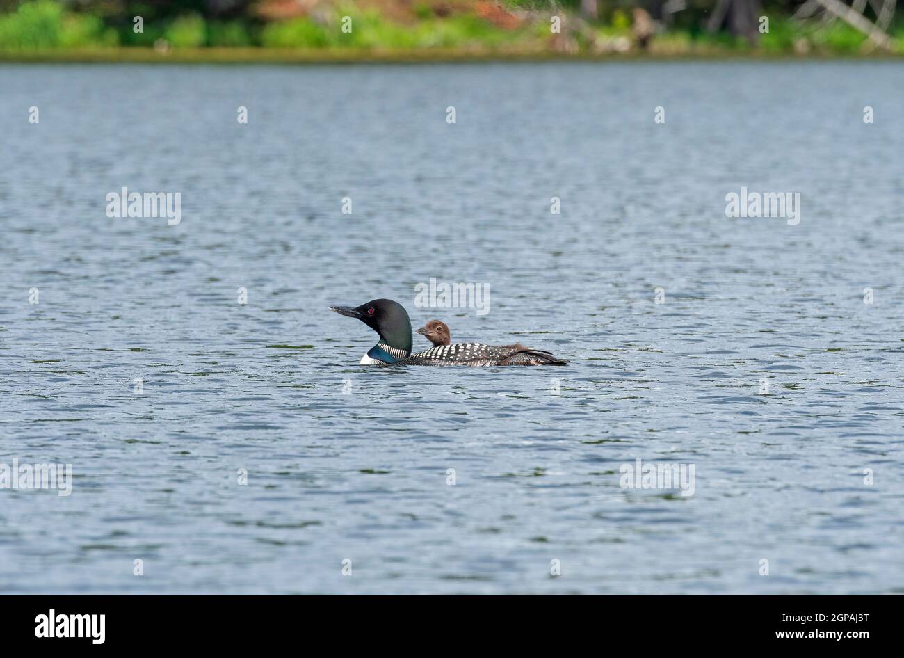 Baby Loon Peeking über Mamas Zurück auf dem Crooked Lake in der Sylvania Wilderness in Michigan Stockfoto