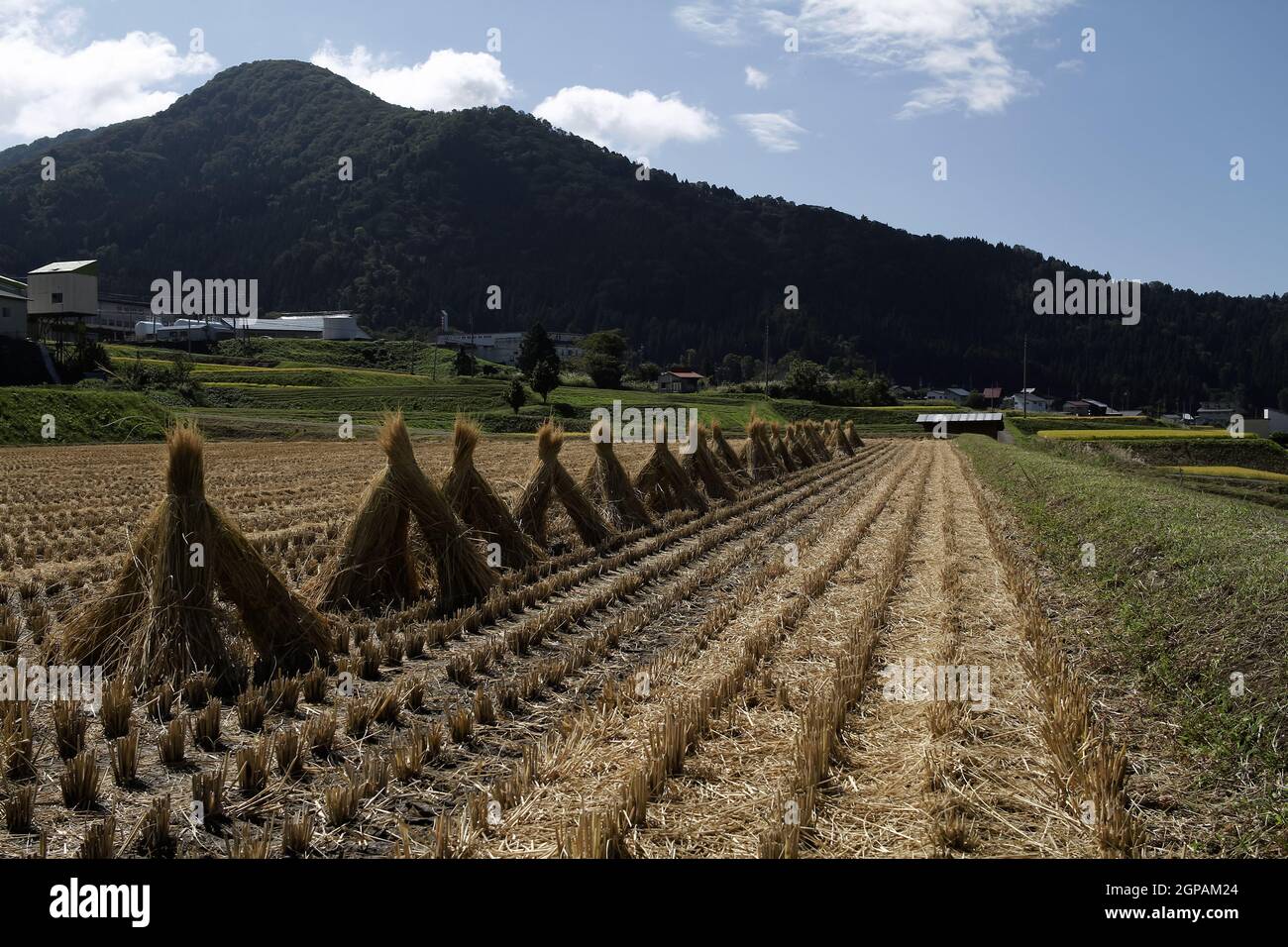 Nozawa onsen, Nagano, Japan, 2021-26-09 , Reisfelder in Nozawaonsen Stockfoto