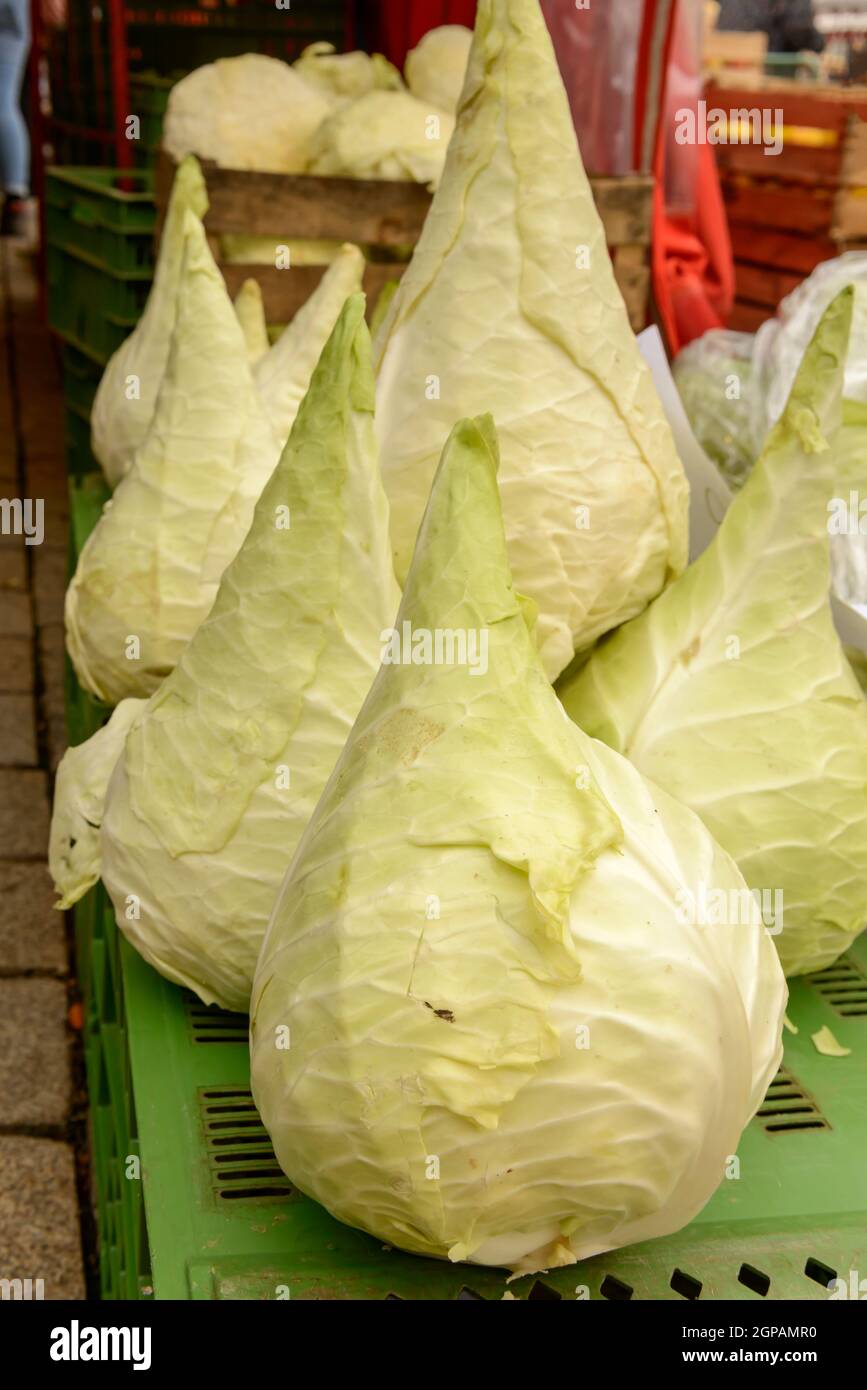 Conic weiße Kopfkohl heap auf Verkauf am Markt am Samstag im hellen, in trübe Licht in Ludwigsburg, Deutschland Stockfoto