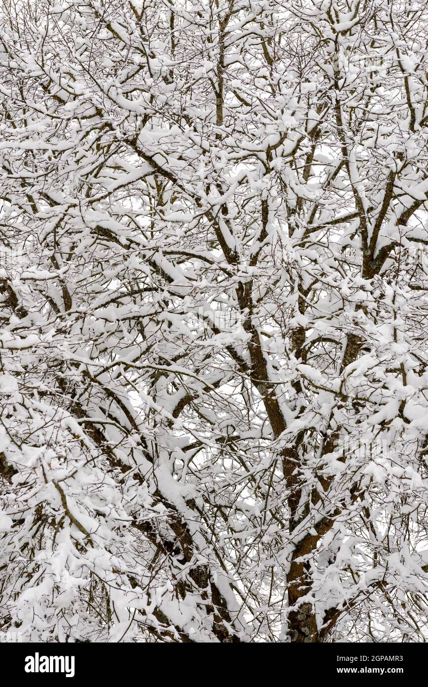 Textur von Neuschnee auf Ästen, aufgenommen im Winterlicht auf dem Land in der Nähe von Horgen, Baden Wuttenberg, Deutschland Stockfoto