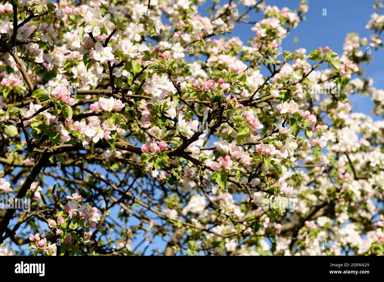 Blühende Apfelblüten auf dem Baum, im hellen Frühlingslicht bei Rottweil, Baden Wuttenberg, Deutschland Stockfoto