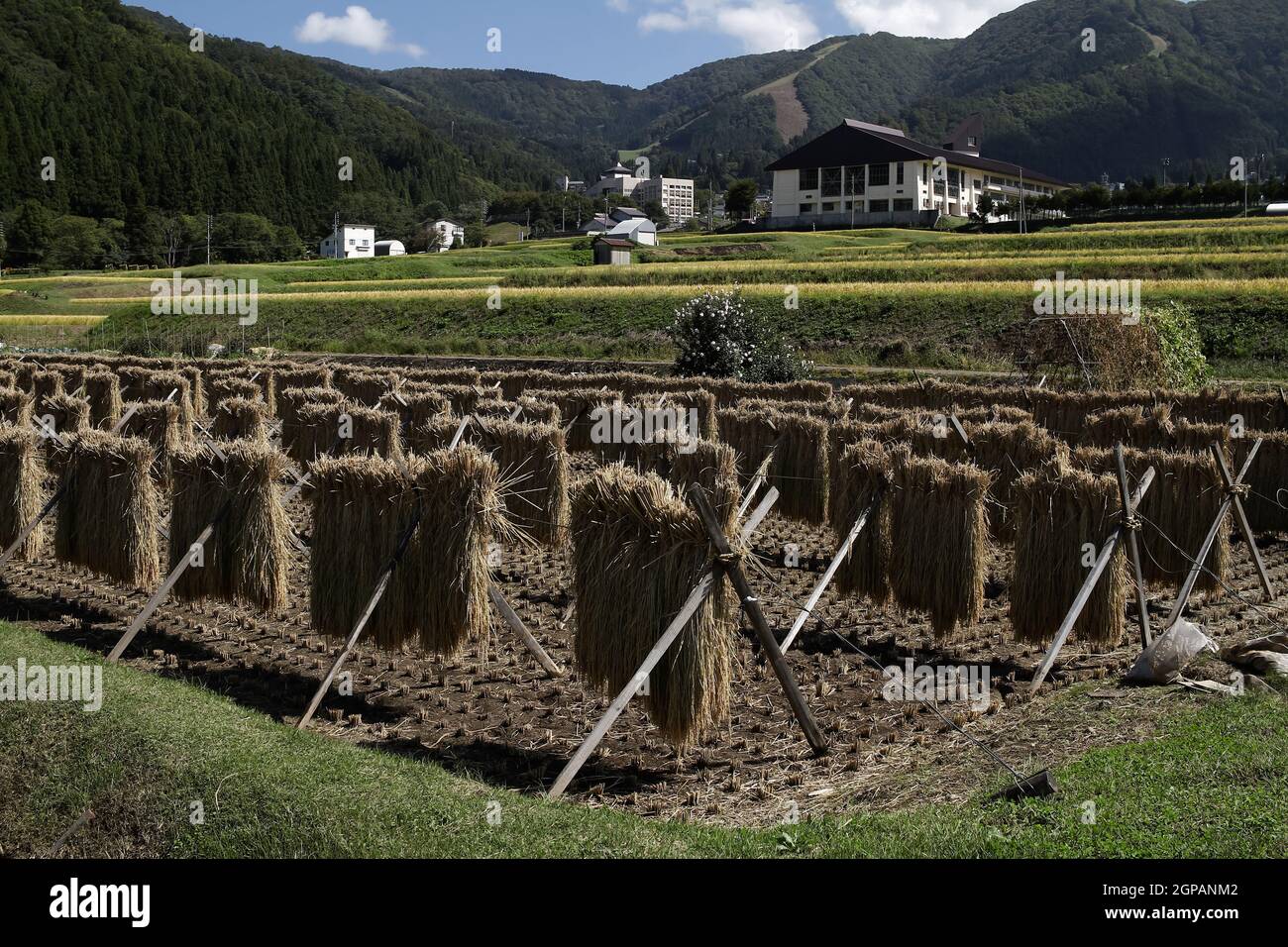 Nozawa onsen, Nagano, Japan, 2021-26-09 , Reisfelder in Nozawaonsen Stockfoto