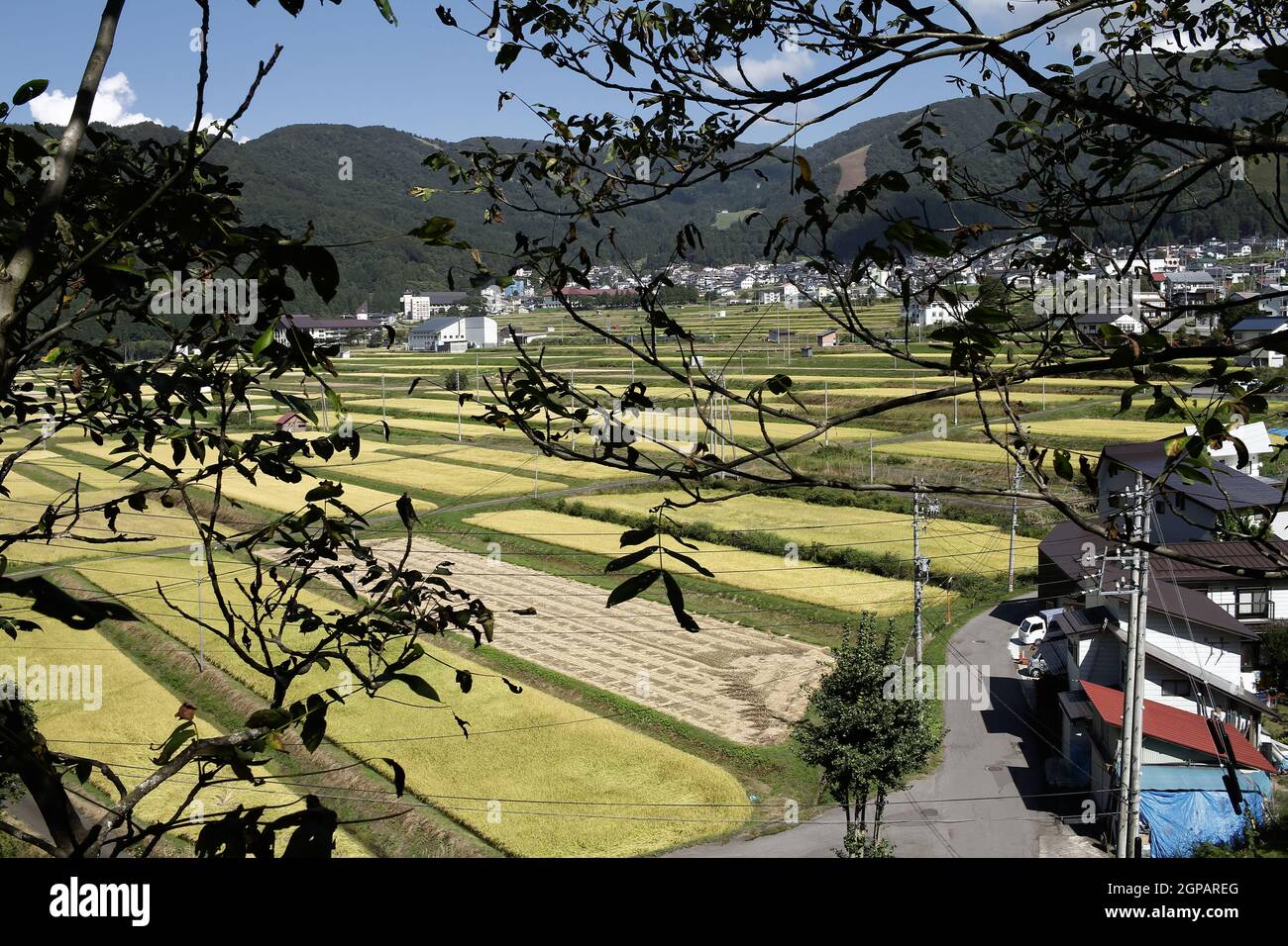 Nozawa onsen, Nagano, Japan, 2021-26-09 , Reisfelder in Nozawaonsen Stockfoto