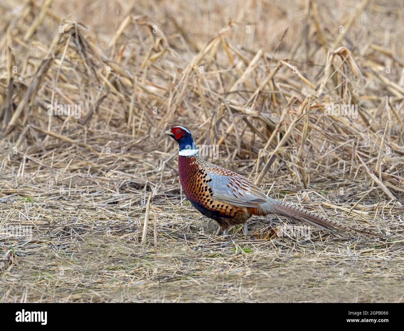 Männchen oder Hahn gemeiner Fasan im Feld in Südengland. Stockfoto