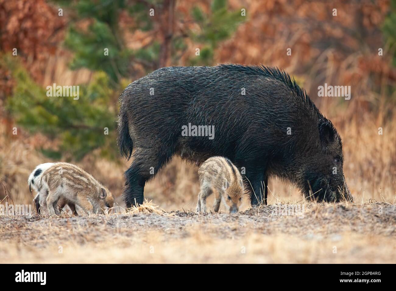 Wildschwein, sus scrofa, mit Ferkeln schnüffeln auf dem Feld im Frühjahr. Erwachsene Schweine mit Baby Tiere graben den Boden im Herbst. Mutter mit jungen Kindern Stan Stockfoto