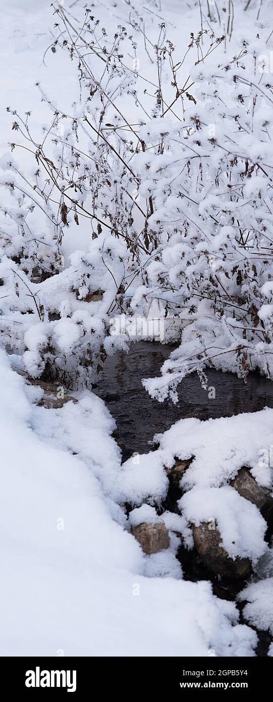 Winterstrom fließt zwischen den schneebedeckten Büschen. Natur, Landschaft, Umwelt. Stockfoto