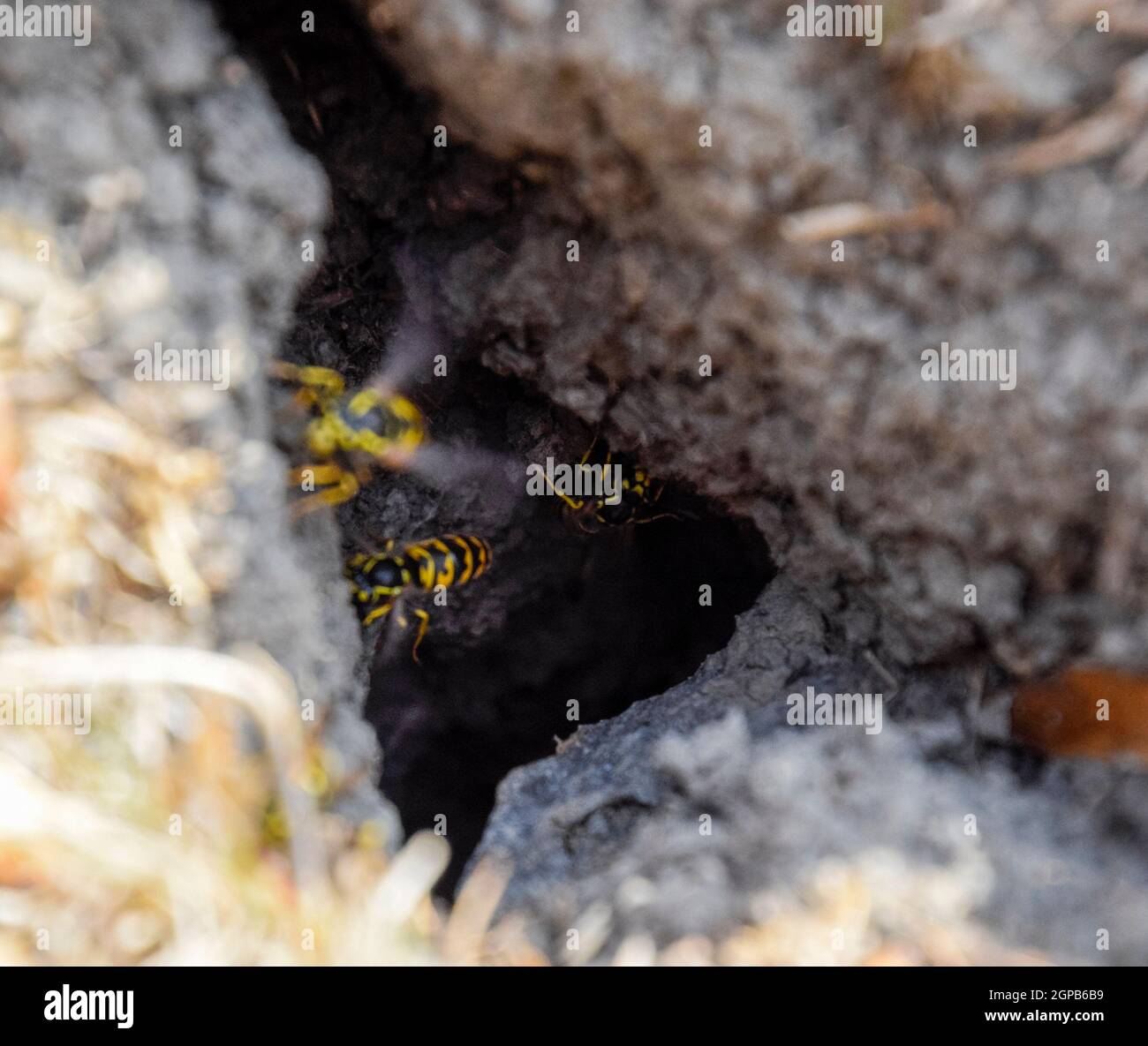 Vespula vulgaris. Wespen fliegen ins Nest. Nerz mit einem Aspen Nest. UWespen Stockfotografie