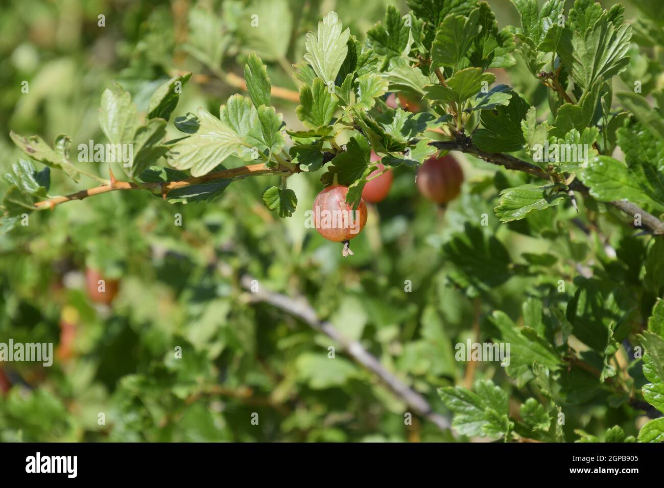 Stachelbeeren im Garten auf einem Bett. Junge Blätter der Stachelbeere. Stockfoto