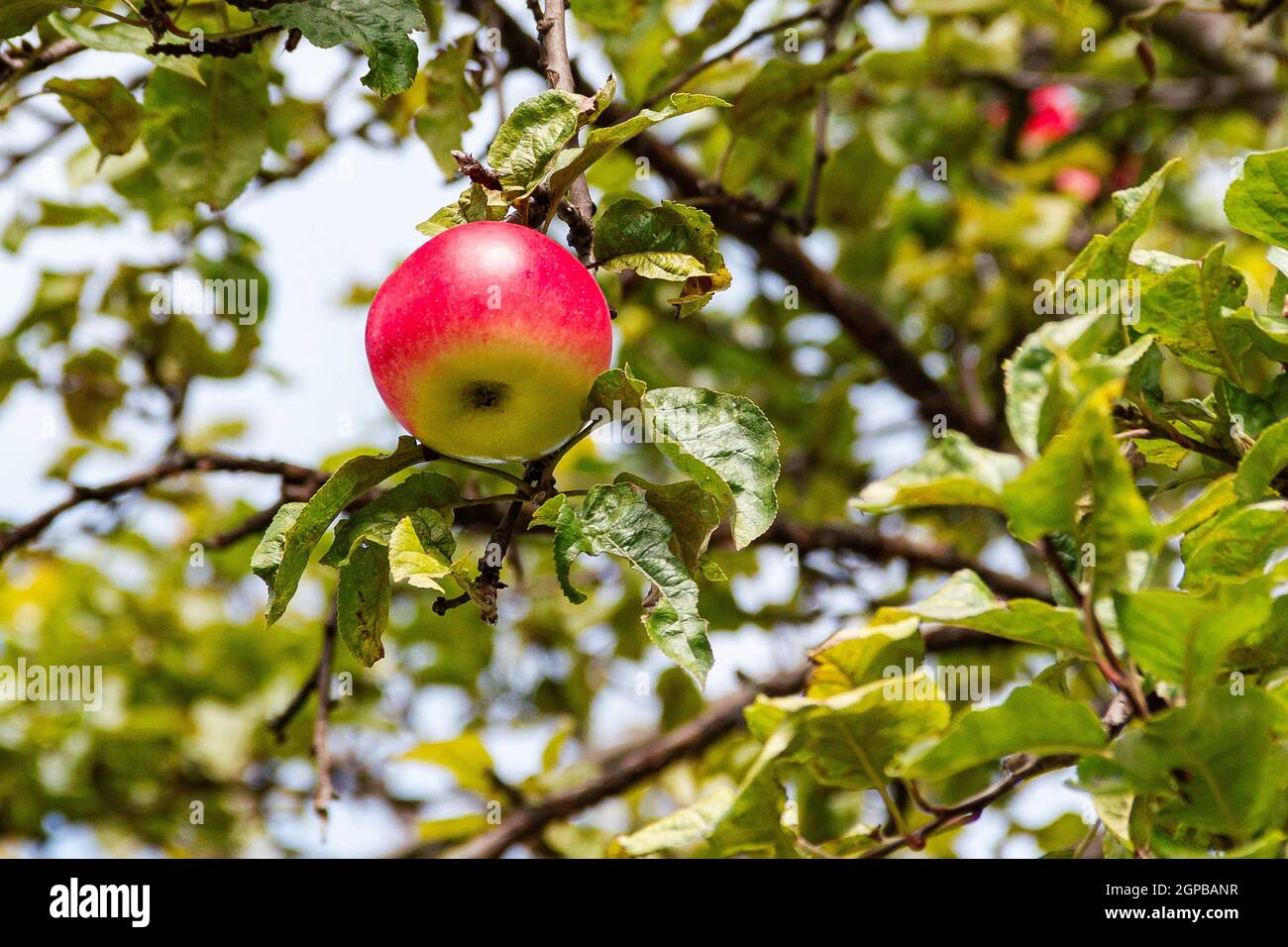 Ein reifer saftiger rosa roter Apfel hängt am Ast eines Apfelbaums gegen den Himmel. Selektiver Fokus. Apfelbaum Blätter von Schädlingen gefressen. Früchte aus der Ferne Stockfoto