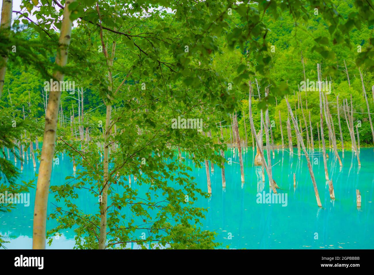 Blauer Teich, der wie ein Wald aussieht (Hokkaido BieiCho). Drehort