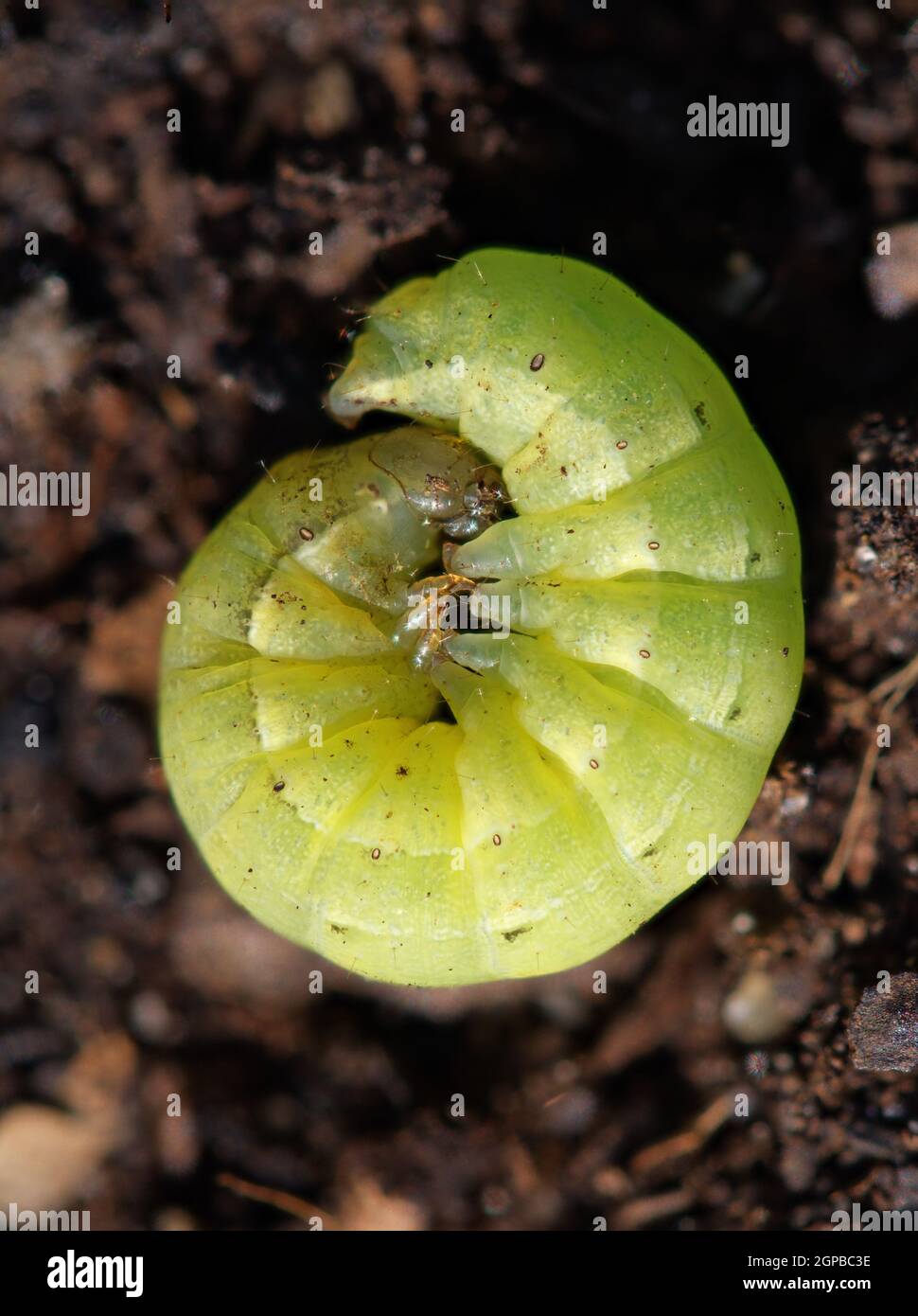 Grüne Sorte Caterpillar der großen gelben Underiwng Moth Stockfoto