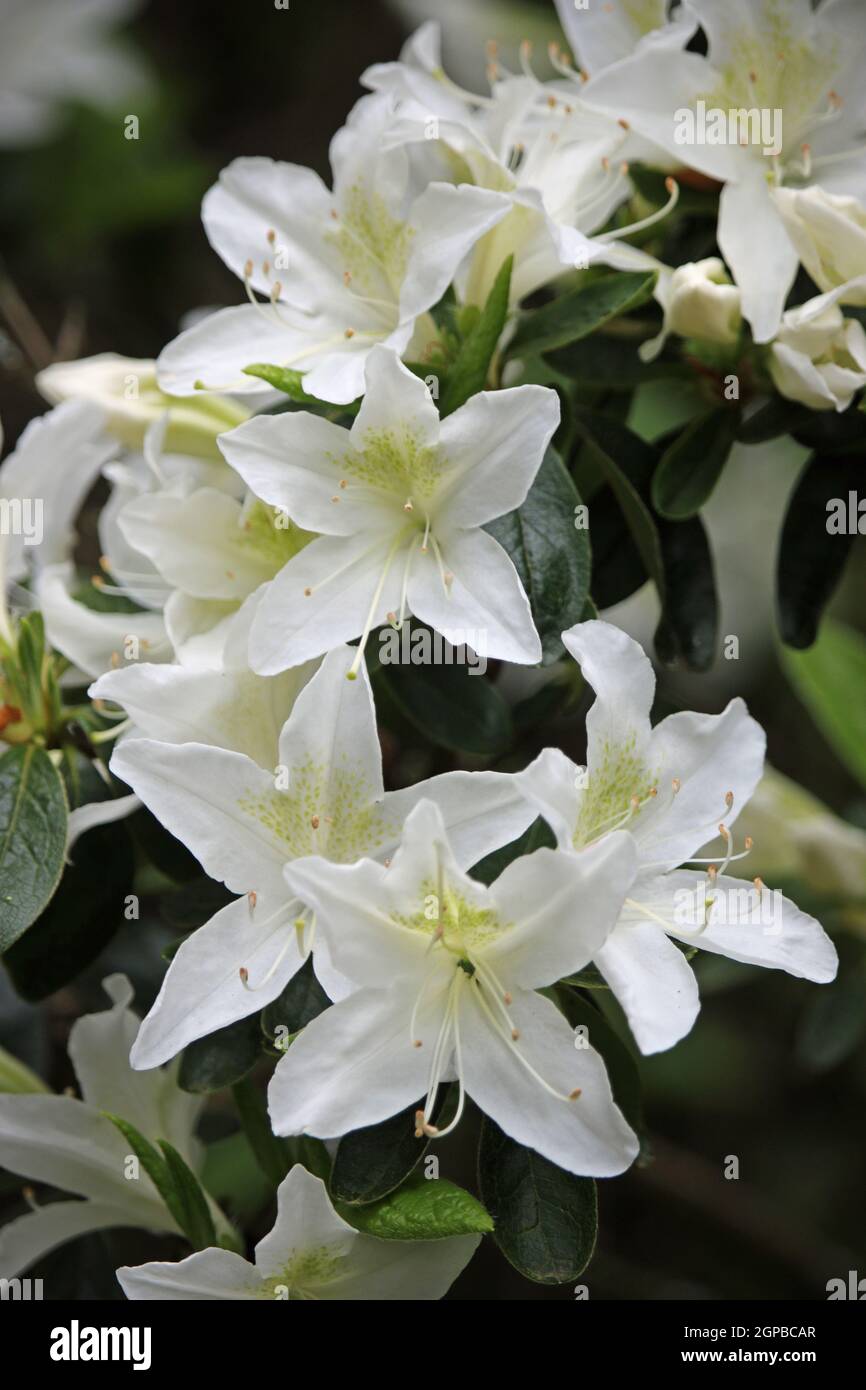 Weie Rhododendron-Blten mit grnen Flecken auf den Bltenblttern mit  einem dunklen, verschwommenen Hintergrund aus Blttern und Blten  Stockfotografie - Alamy