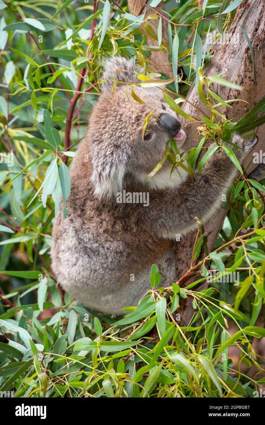 Koala frisst Kaugummiblätter. Victoria, Australien. Stockfoto