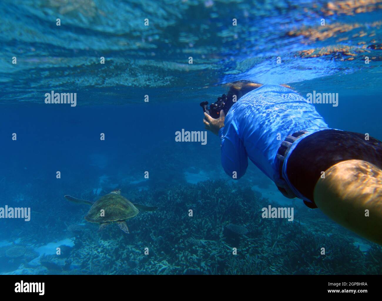 Schnorchler fotografiert grüne Schildkröten unter Wasser, Ningaloo Reef Marine Park, Westaustralien. Nein, MR Stockfoto