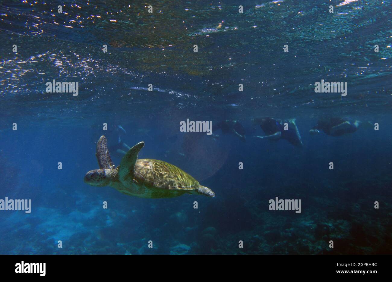 Grüne Meeresschildkröte (Chelonia mydas), die von Schnorchlern unter Wasser beobachtet wird, Ningaloo Reef Marine Park, Westaustralien. Nein, MR Stockfoto
