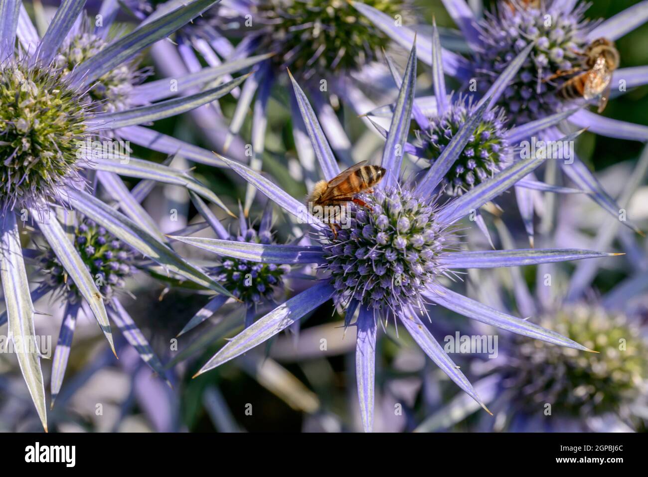 Biene bestäubt Eryingium Alpinum Blume, Schuß an einem hellen Sommertag in Gressoney Saint Jean, Lys Valley, Aosta, Italien Stockfoto