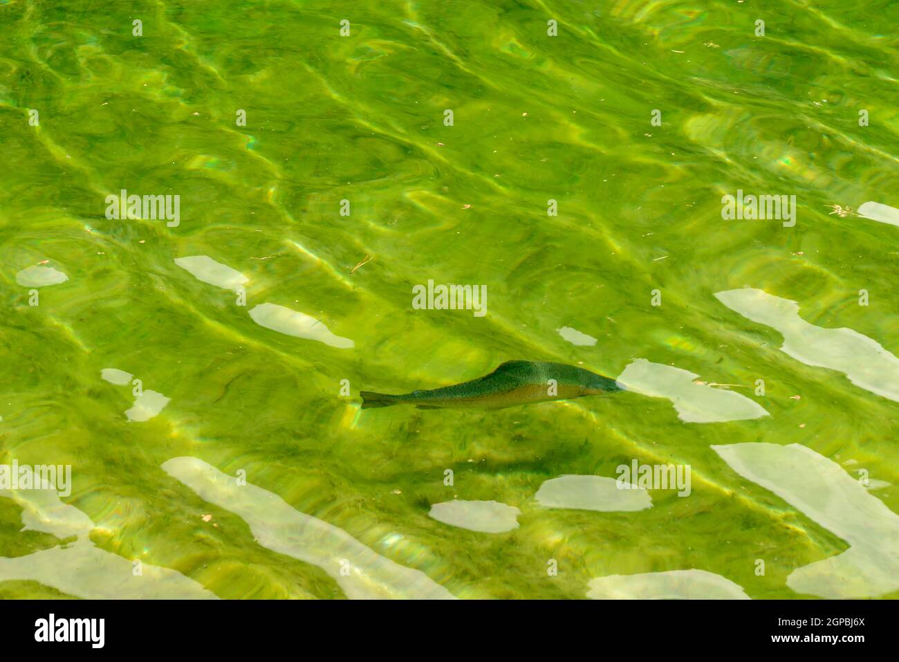 Forelle im flachen Wasser der Gover See, Schuß an einem hellen Sommertag in Gressoney Saint Jean, Lys Valley, Aosta, Italien Stockfoto
