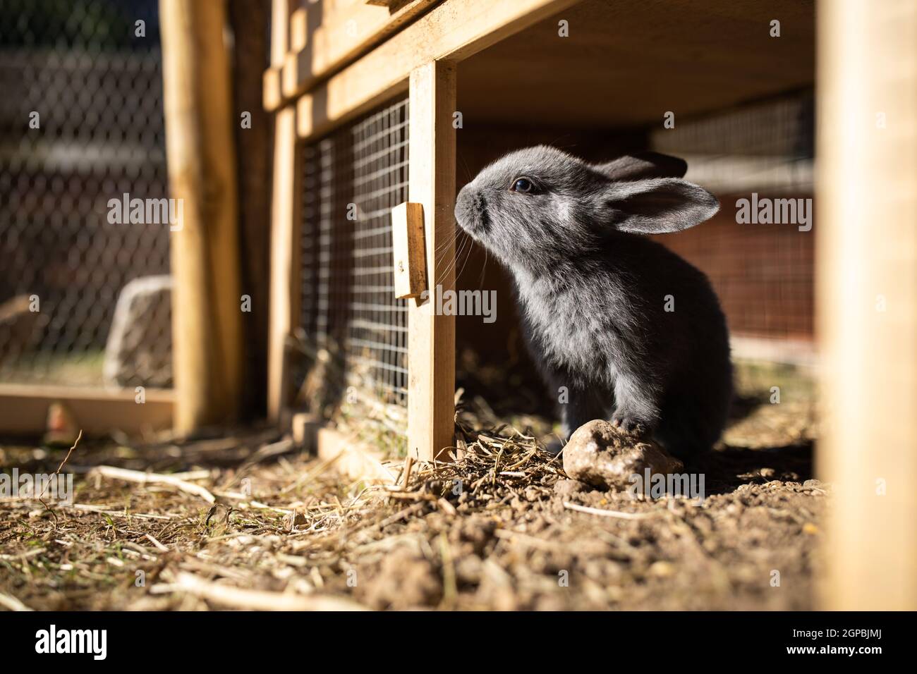 Cute Baby Kaninchen in einer Farm Stockfoto