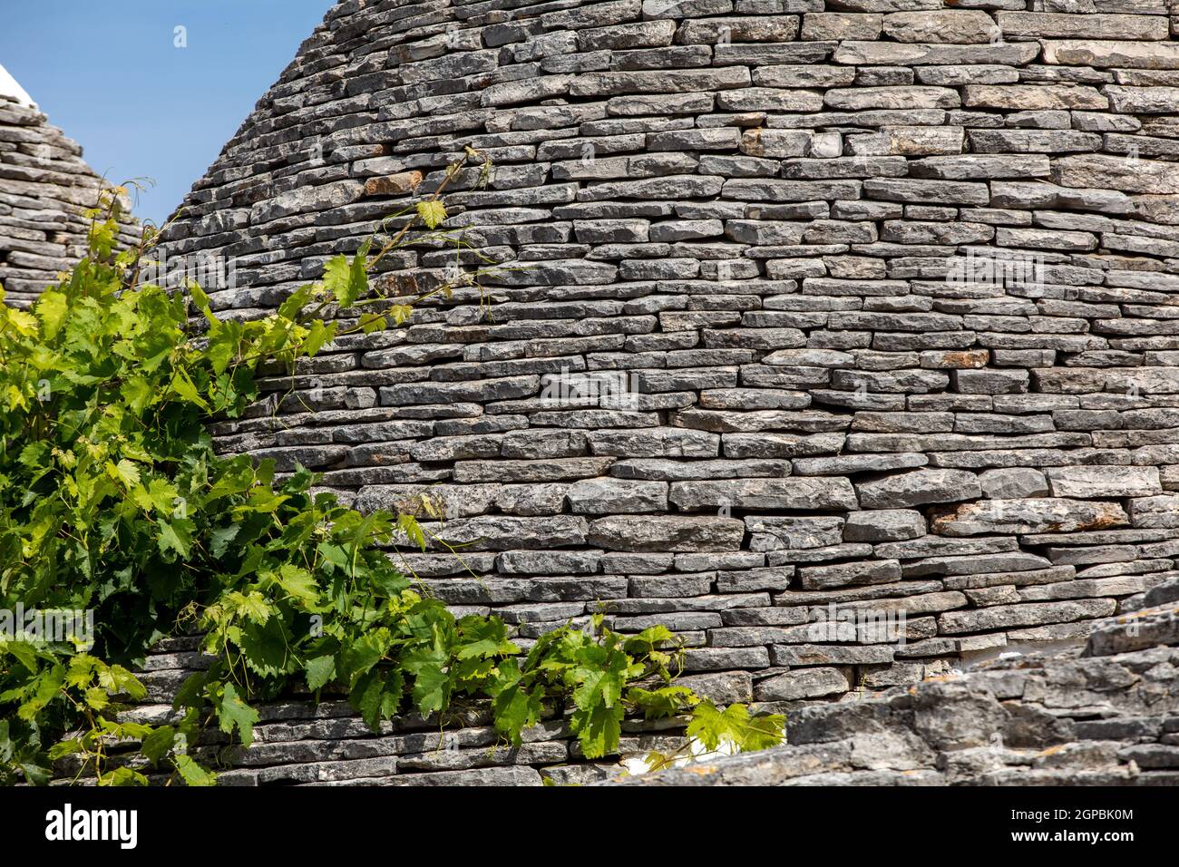 Weinreben auf dem Stein Dach von Trulli in Alberobello, Italien. Der Baustil ist spezifisch für die murge Bereich der italienischen Region ein Stockfoto