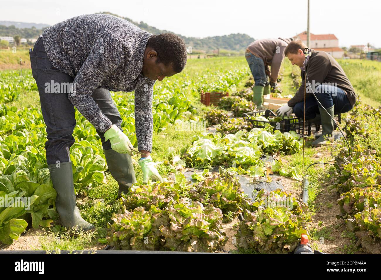 afroamerikanischer Gärtner pflückt Ernte von frischem Salat Stockfoto