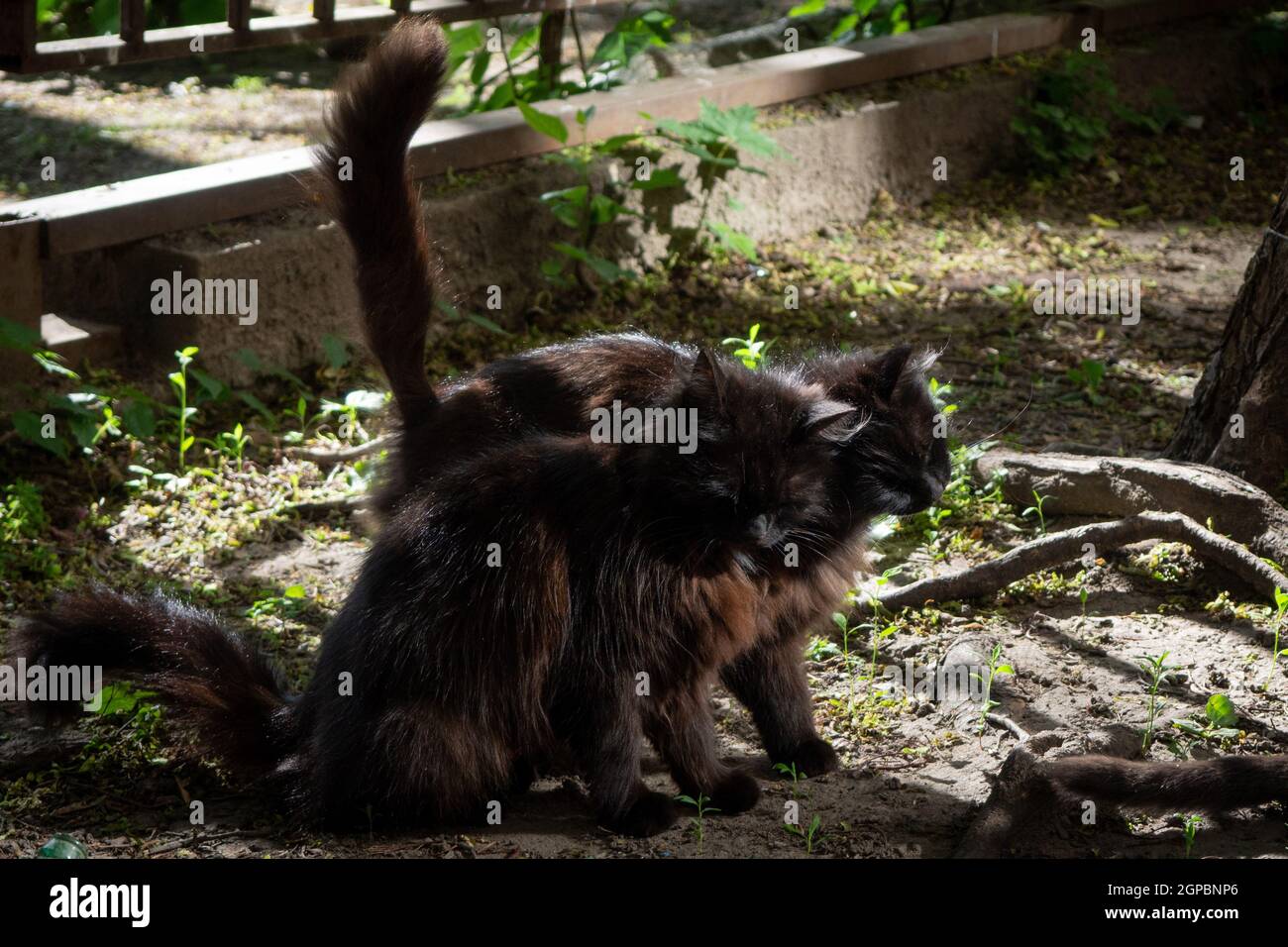 Zwei schwarze pelzige Katzen reiben sich den Kopf aneinander, auf dem Boden, im Sommer, außerhalb des Hauses, in Sonnenlicht und Schatten Stockfoto