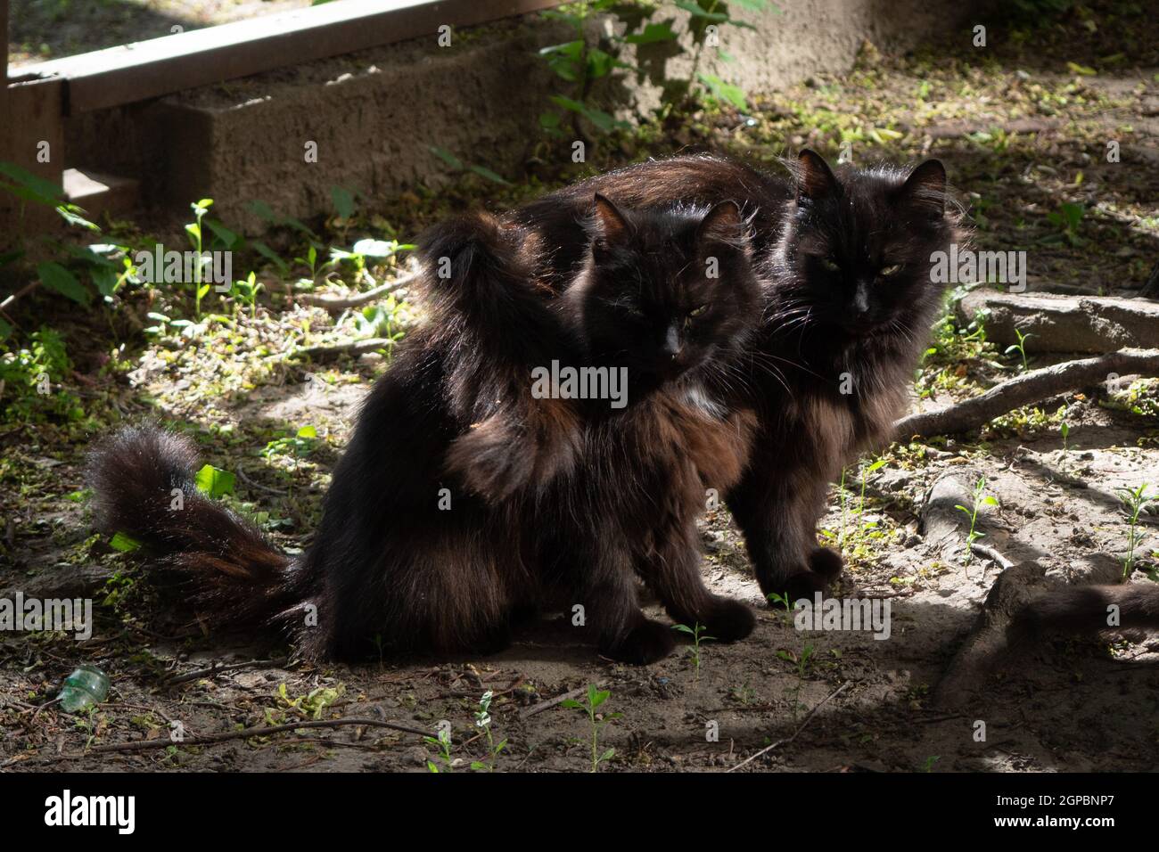 Zwei schwarze pelzige Katzen sitzen nebeneinander und haben Liebe und Freundschaft, füreinander, auf dem Boden, im Sommer, außerhalb des Hauses, Im Sonnenlicht Stockfoto
