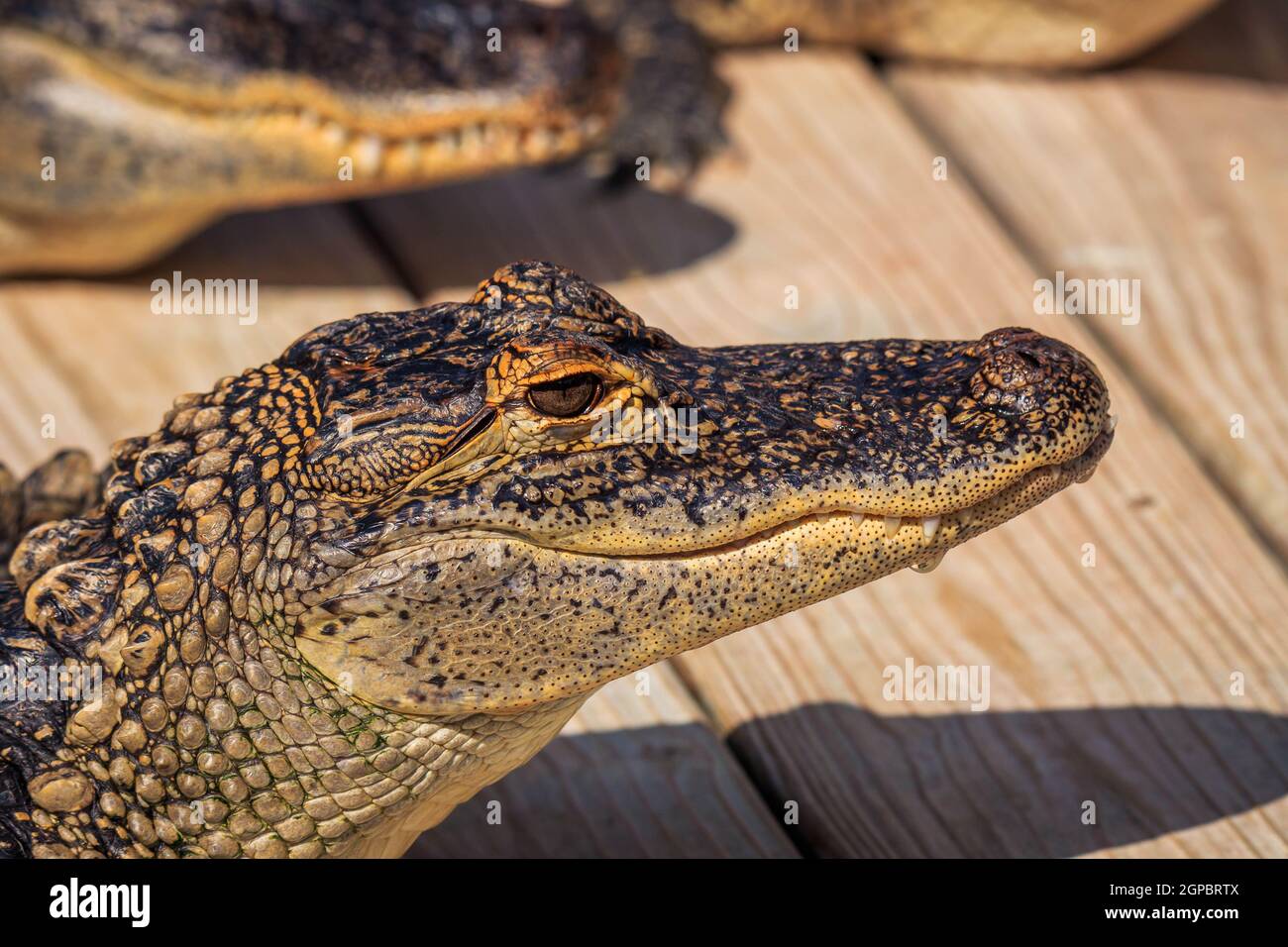 Die alligatoren -Fotos und -Bildmaterial in hoher Auflösung – Alamy